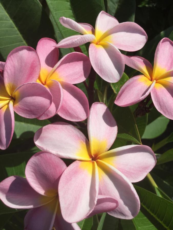 Ishigaki  Guest House Annsea מראה חיצוני תמונה