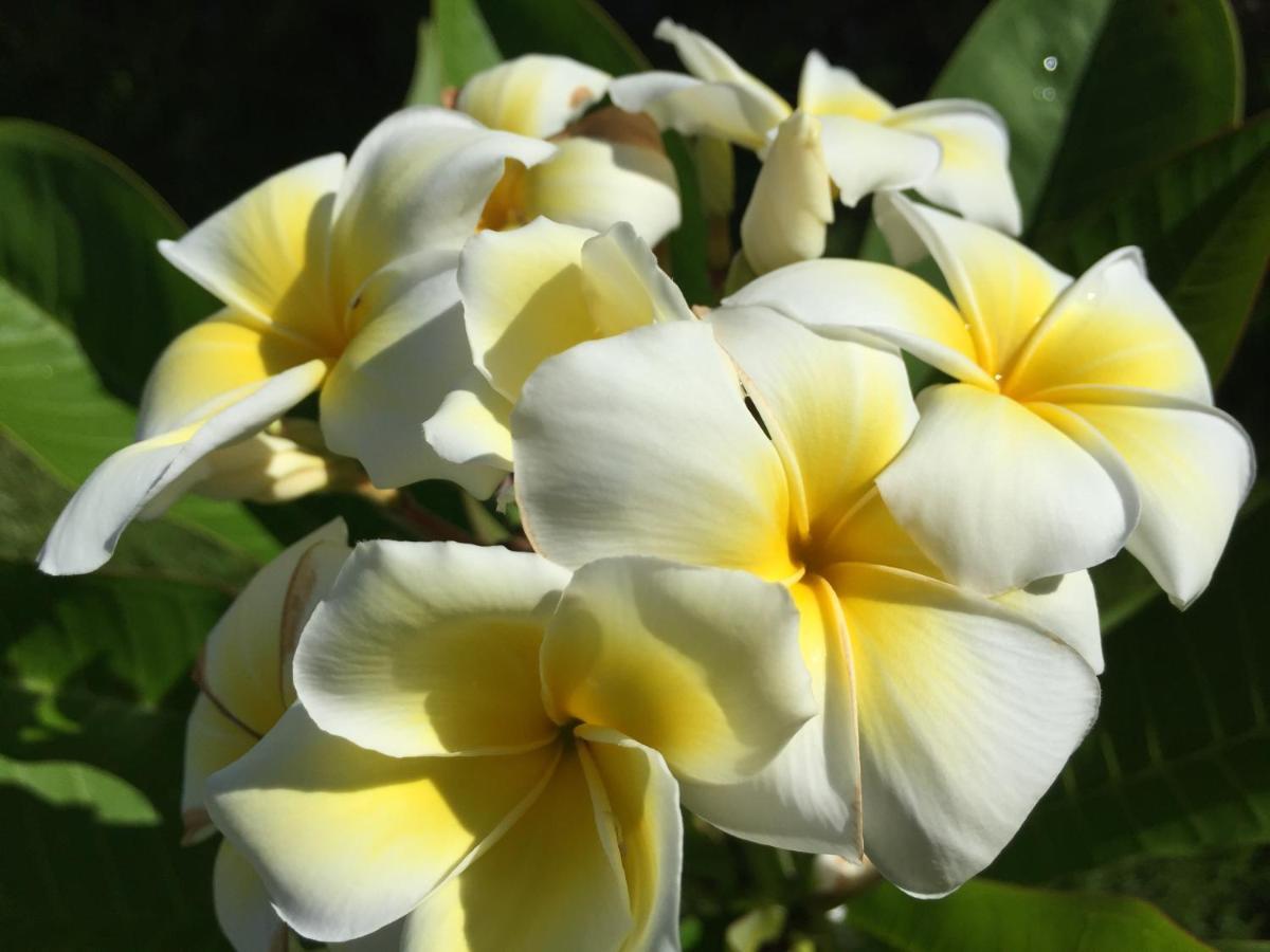 Ishigaki  Guest House Annsea מראה חיצוני תמונה